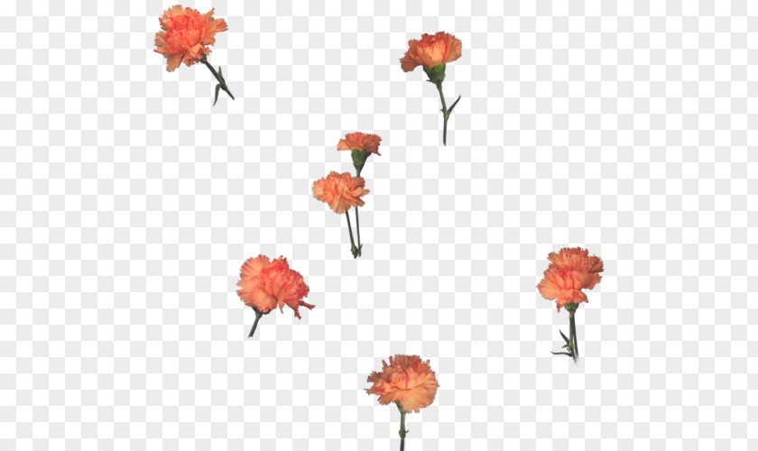 Flower Garden Roses DJ Spice T Deep Session (Part 2) Floral Design PNG
