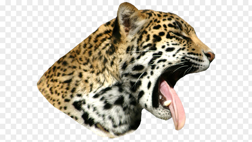 Jaguar Snow Leopard Cheetah Whiskers Fur PNG