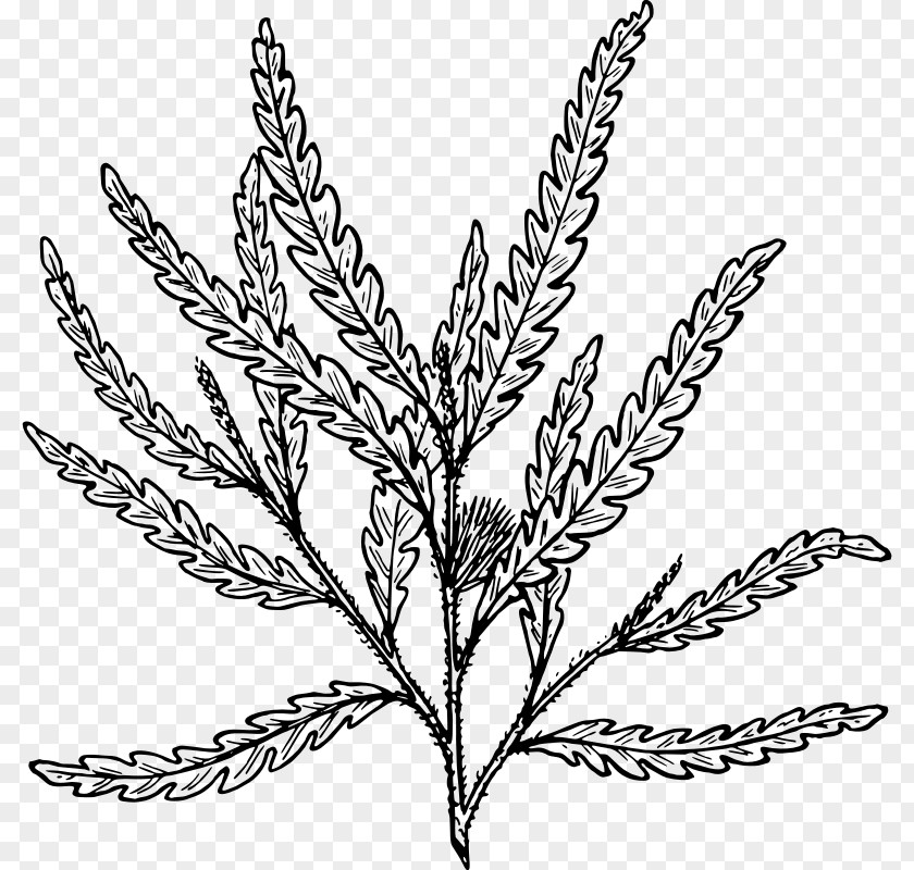 Leaf Sweetfern Frond Arecaceae PNG