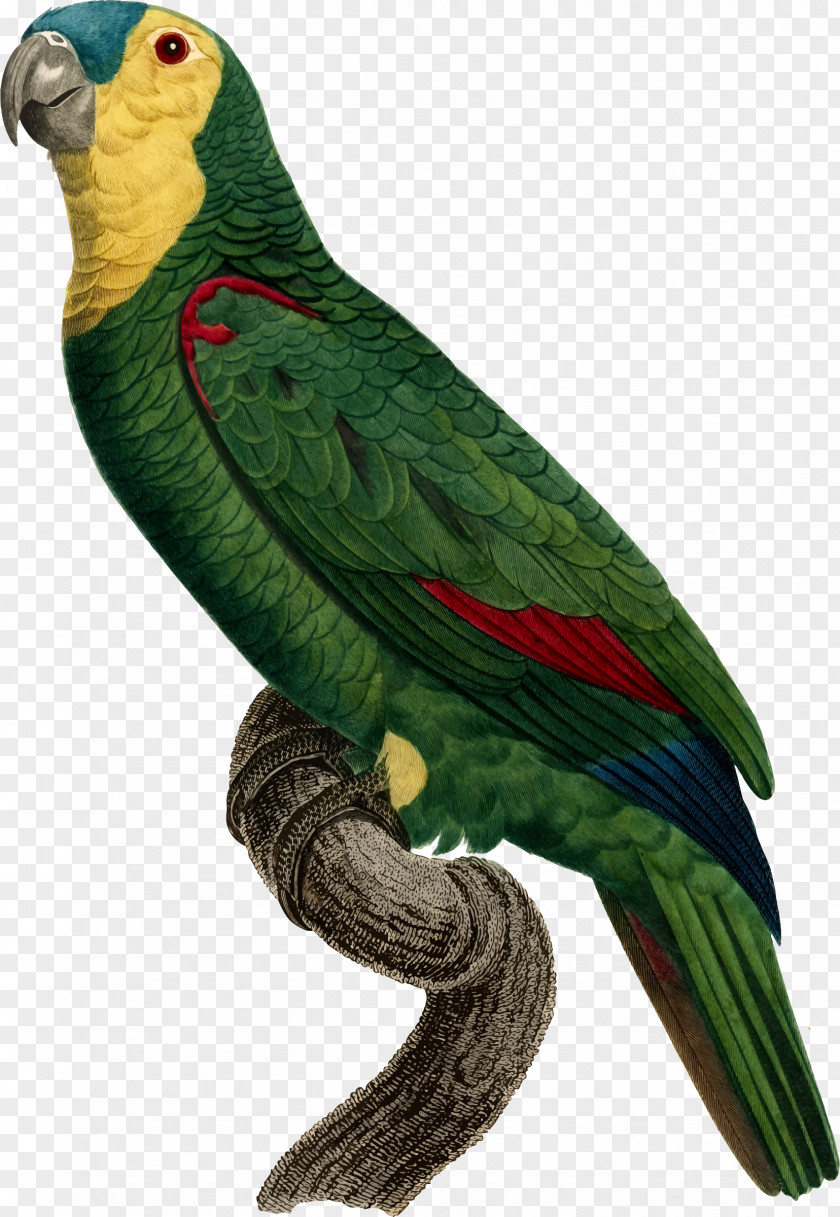 Parrots Parrot Bird Macaw Perroquet PNG