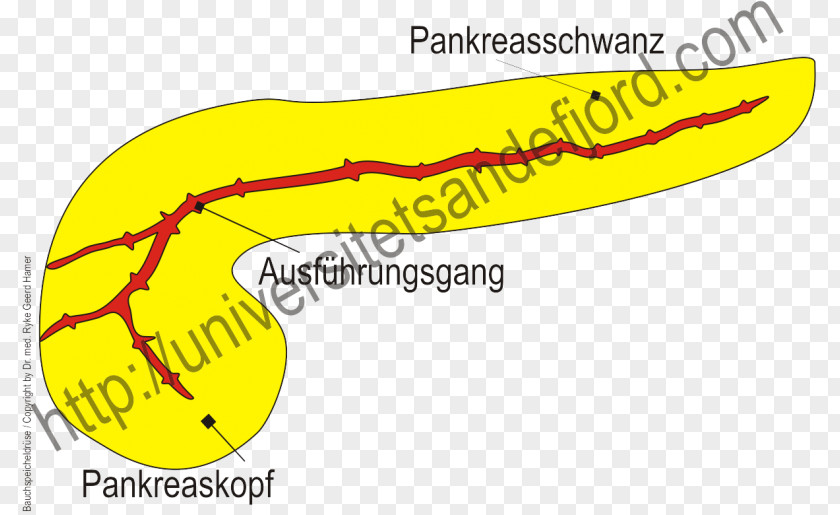 Bavarian Flyer Yellow Animal Product Design Clip Art PNG