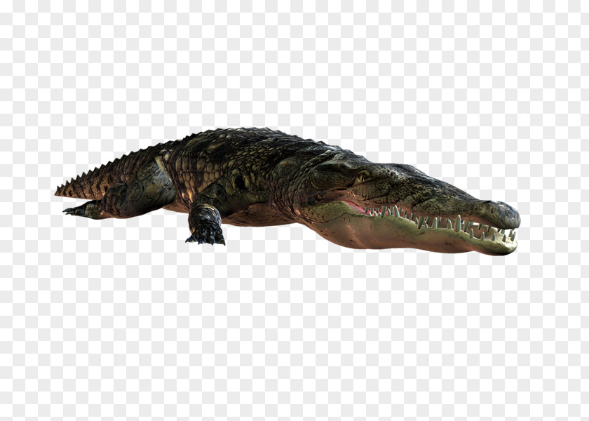 Crocodile Nile American Alligator Terrestrial Animal PNG