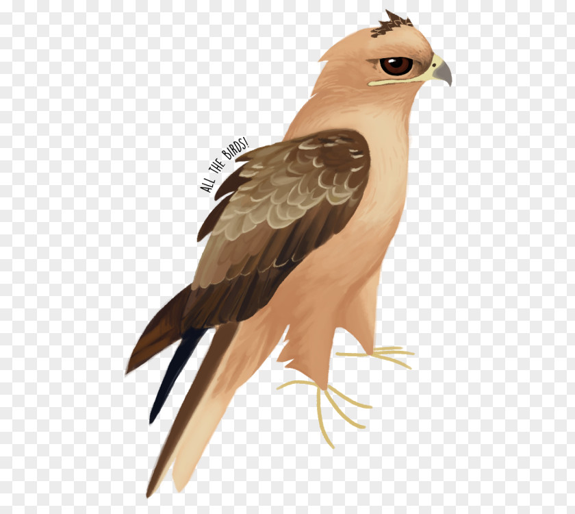 Eagle Hawk Beak Feather Falcon PNG