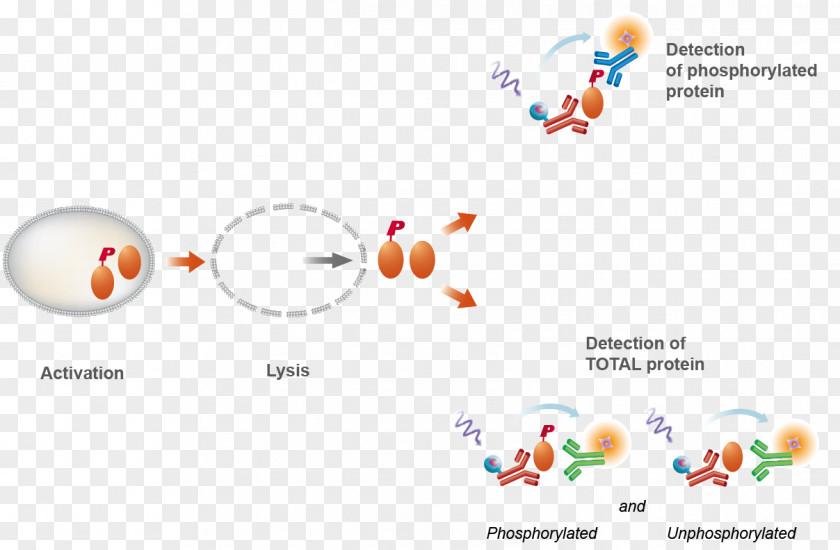 Lysis Buffer Bioassay Phosphorylation Cisbio Förster Resonance Energy Transfer PNG