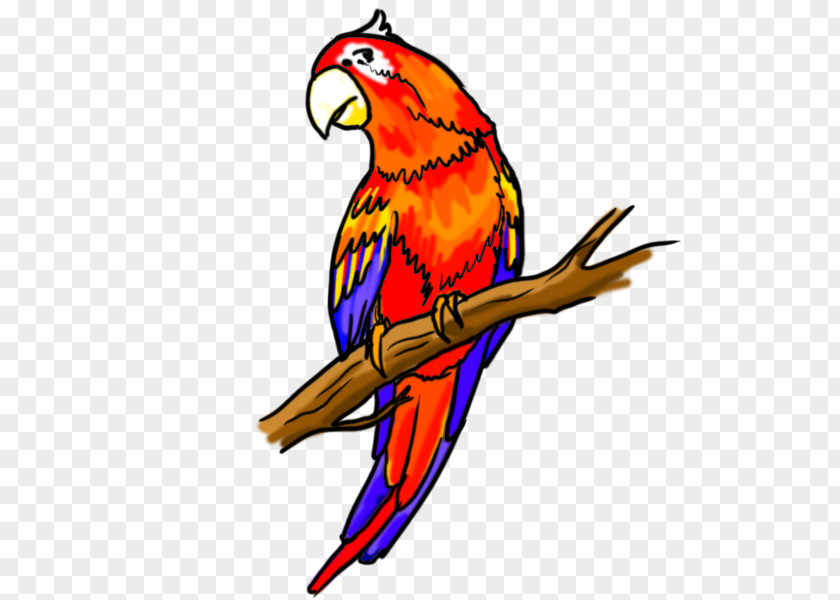 Parrot Drawing Fly Bird Macaw PNG