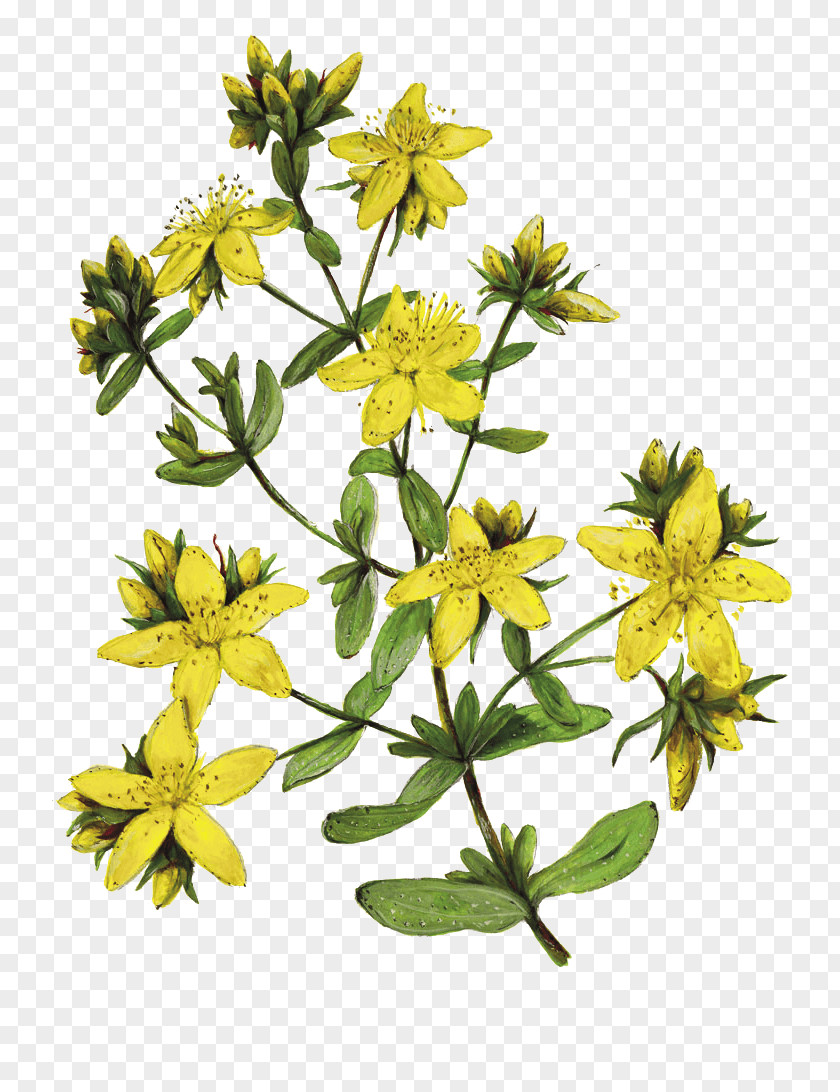 Perforate St John's-wort Herbalism Drawing Daisy Family Ardèche PNG