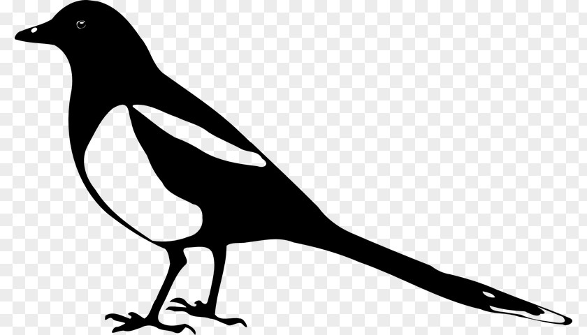 Blackandwhite Perching Bird Family Silhouette PNG