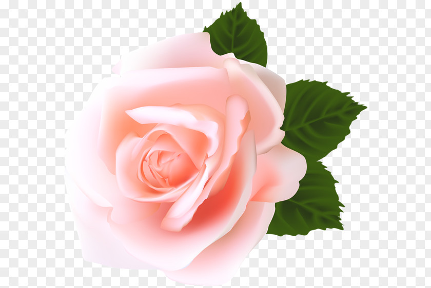 Rose Clip Art PNG