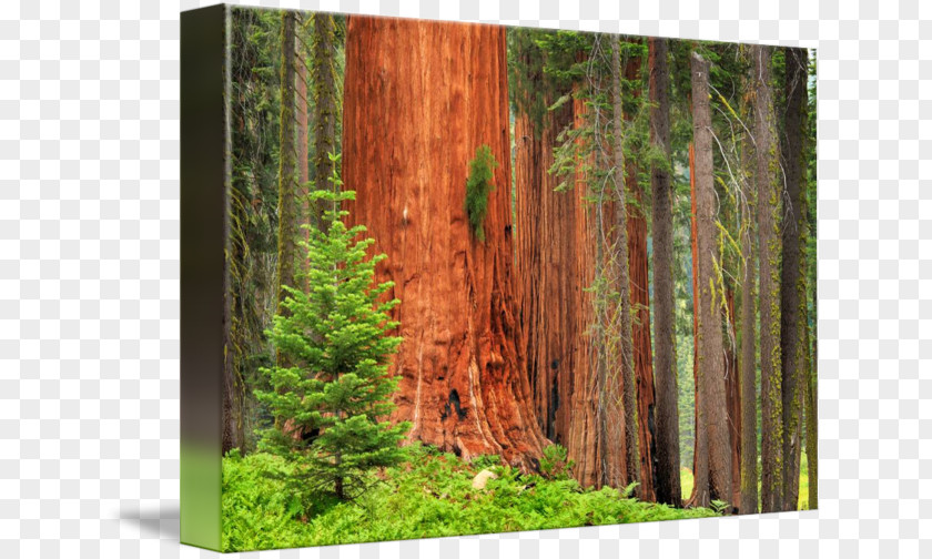 Tree Sequoia National Park Grizzly Giant Trunk Forest PNG