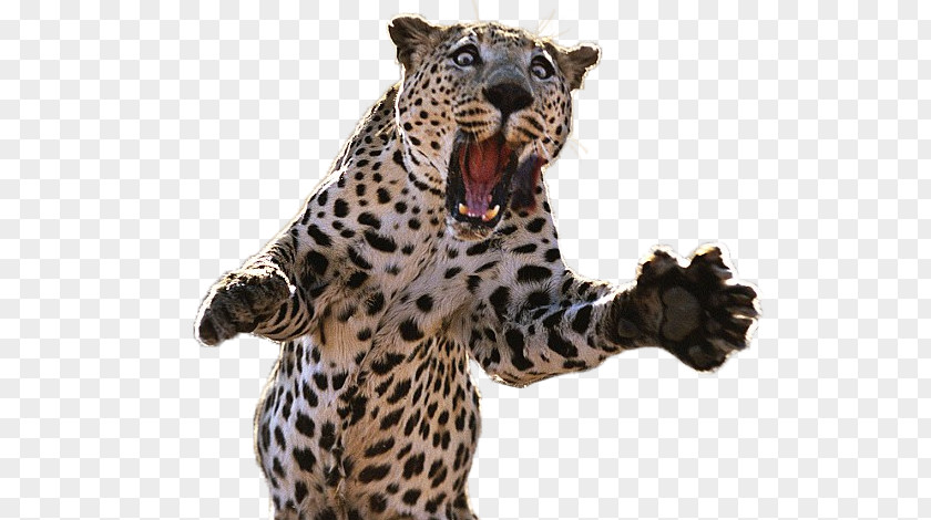 Cheetah Tiger Jaguar Post Cards Lion PNG