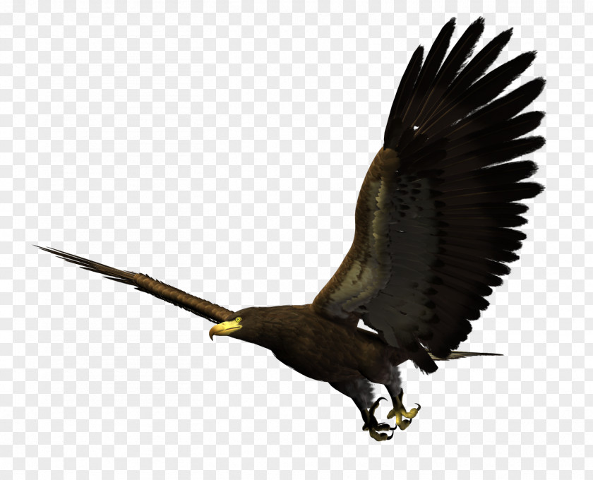 Flying Eagles Bald Eagle Bird Flight Hawk PNG