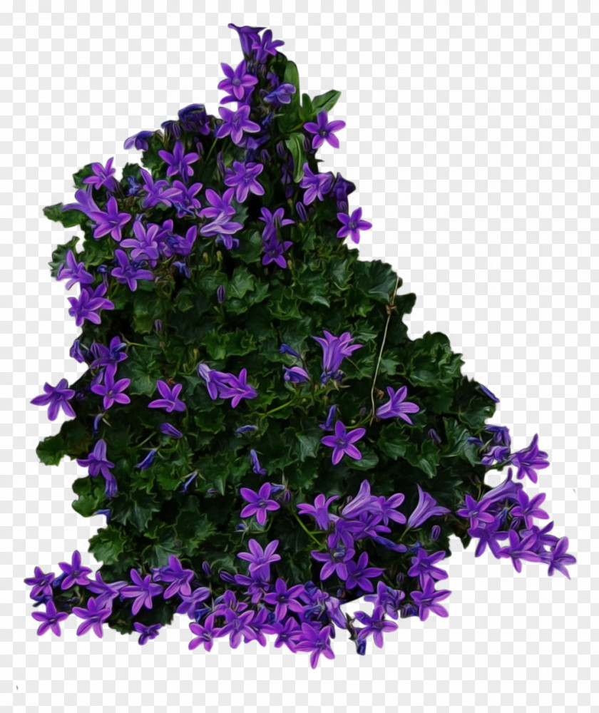 Purple Flowery Bushes Shrub Tree Flower Clip Art PNG