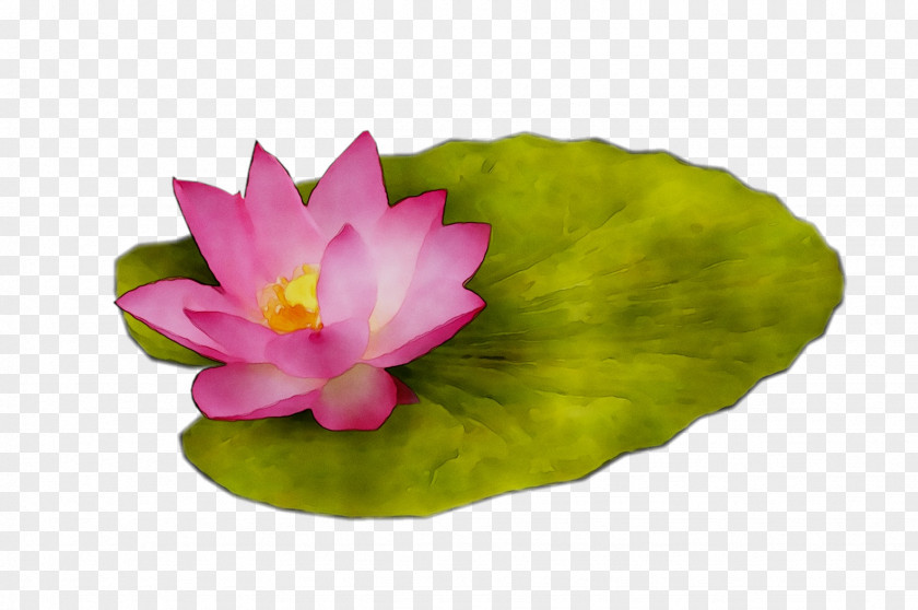 Sacred Lotus Pink M Leaf Lotus-m RTV PNG