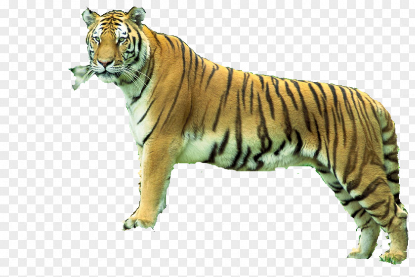 Carlos Bengal Tiger Sundarbans Sariska Reserve Animal PNG
