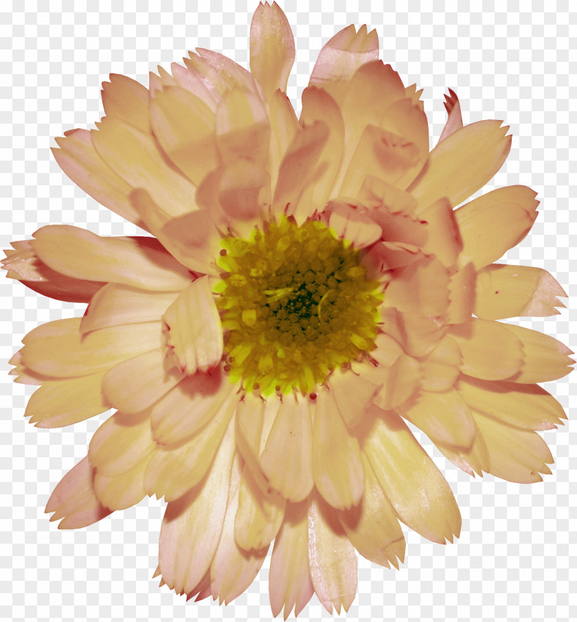 Chrysanthemum Plant Decorative Pattern Transvaal Daisy Clip Art PNG
