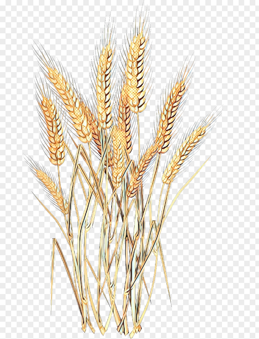 Emmer Einkorn Wheat Spelt Barley Cereal PNG
