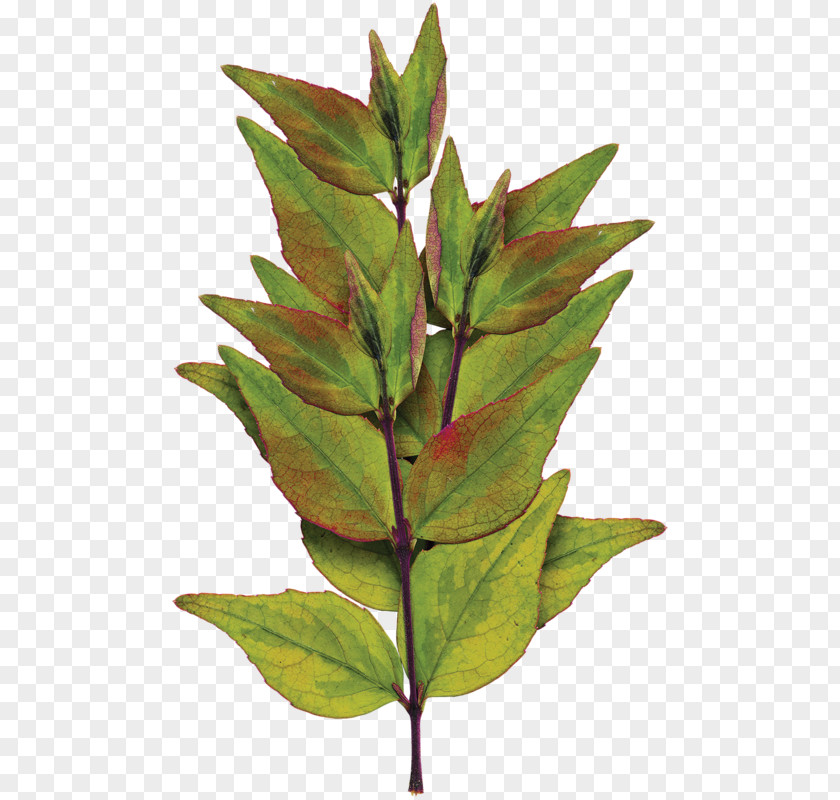 Green Leaves Leaf Plant Stem Beauty Art PNG