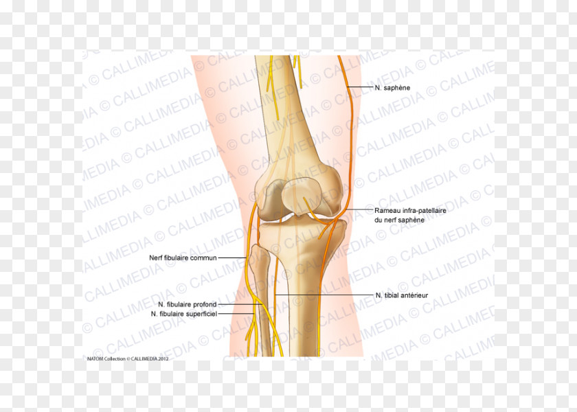 Knee Common Peroneal Nerve Anatomy Saphenous PNG