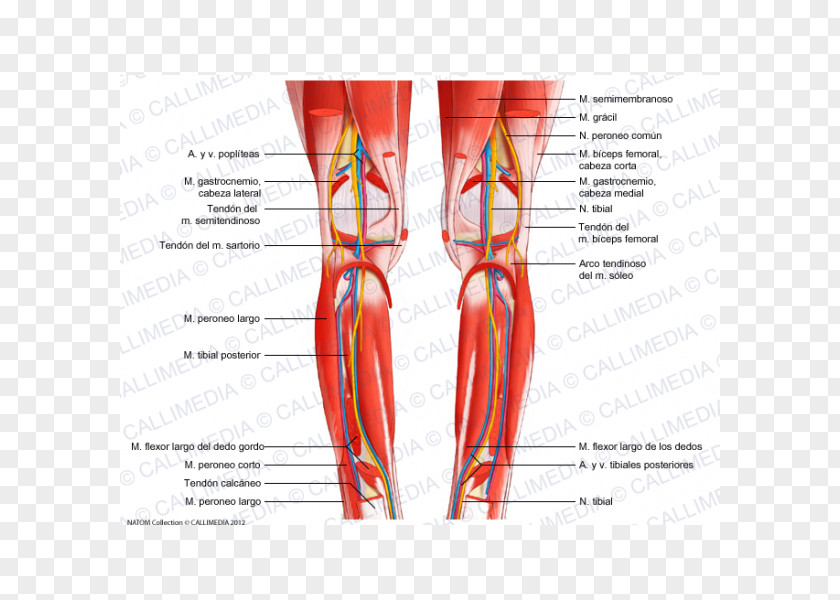 Knee Muscle Muscular System Fibula Crus PNG