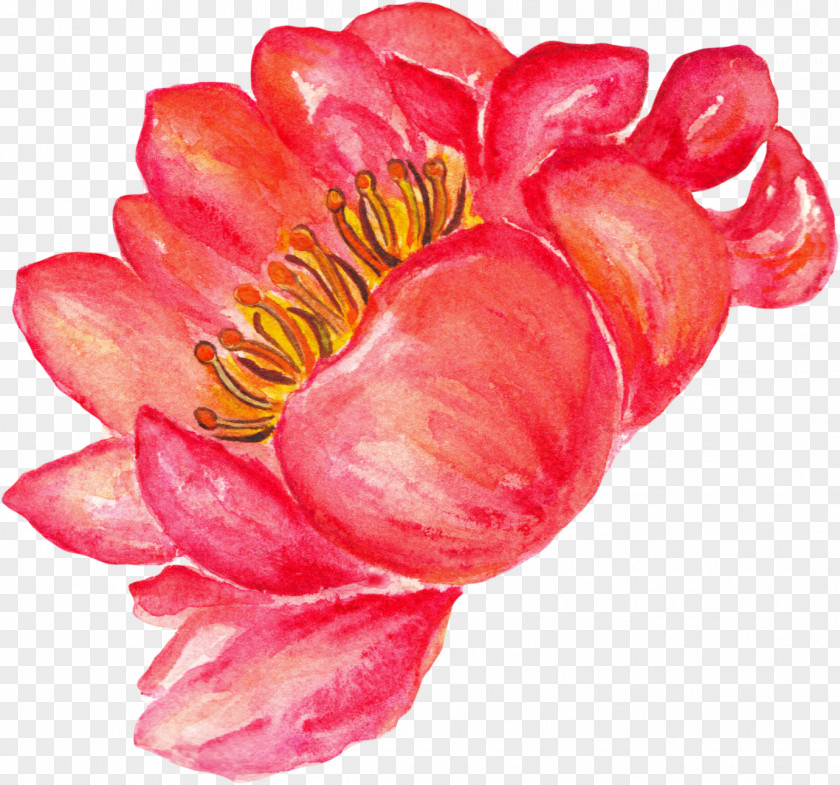 Peony Watercolor Painting Flower PNG
