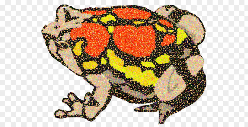 Rainbow Frog Madagascar True Scaphiophryne Gottlebei Poetry Tree PNG
