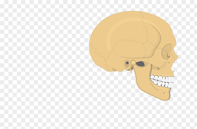 Skull Zygomatic Process Of Temporal Bone Nose Frontal Maxilla PNG