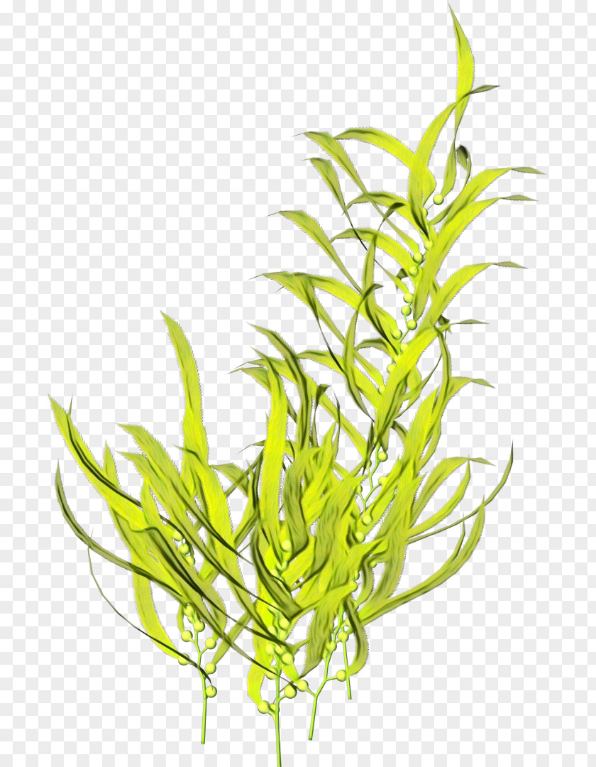 Chlorophyta Plant Stem Seaweed Cartoon PNG