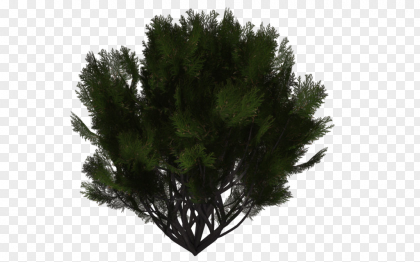 Evergreen Shrub Tree Pine PNG