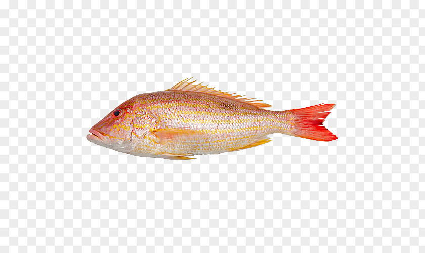 Peixe Northern Red Snapper Fish Products 09777 Oily Salmon PNG