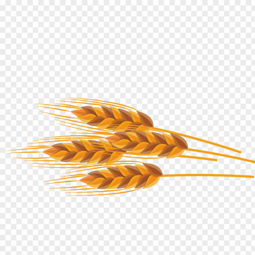 Vector Model Wheat PNG