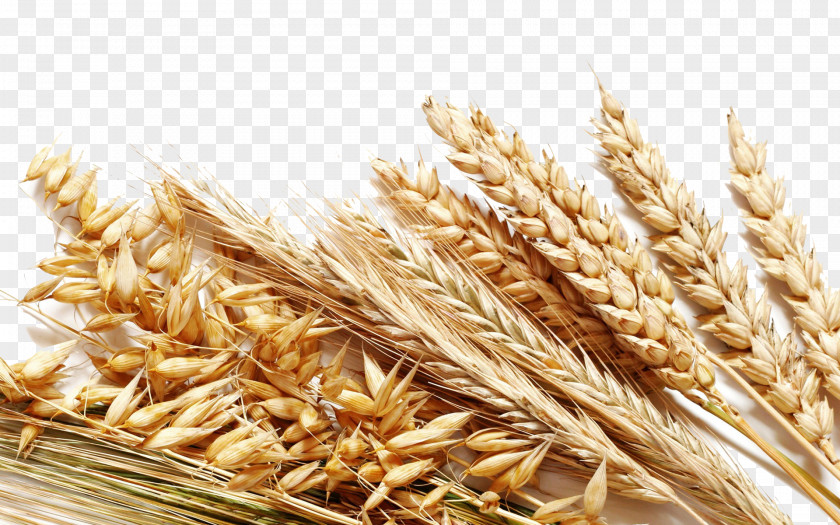 Wheat Decoration Cereal Whole Grain Rice Harvest PNG