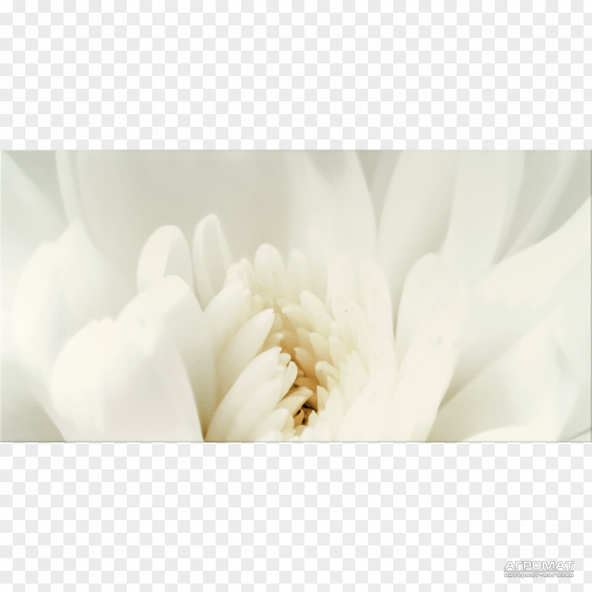 Beige Flower Opoczno Tile Ceramic Keramamarket Wall PNG