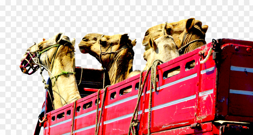 Camel Face Car Truck Vehicle PNG