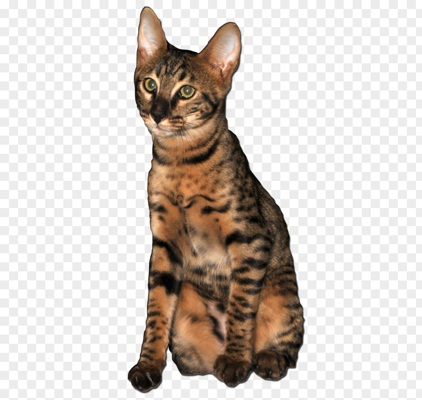 Dragon Li Savannah Cat Toyger American Shorthair European PNG