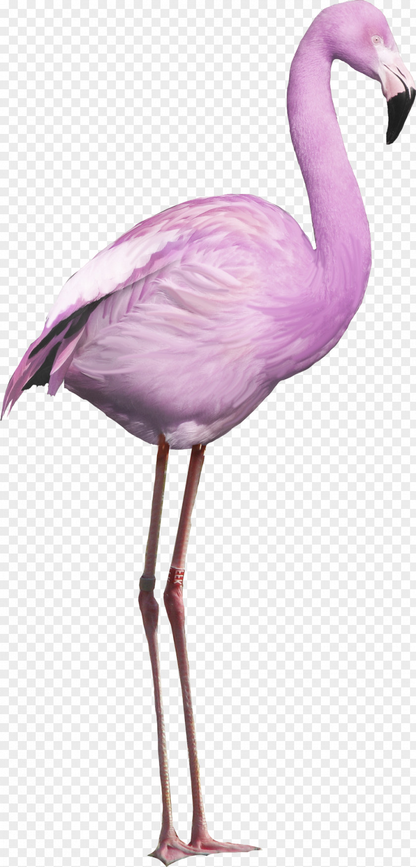 Flamingos PNG