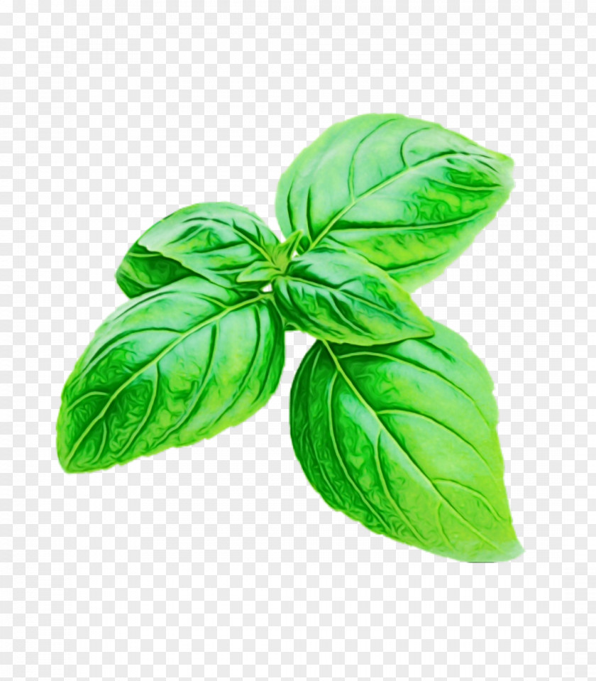 Food Vegetable Leaf Green Basil Plant Flower PNG