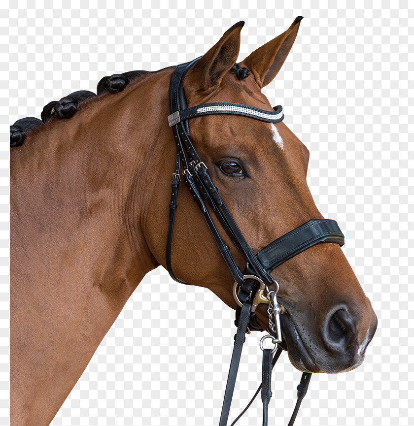 Horse Bridle Halter Saddle Rein PNG
