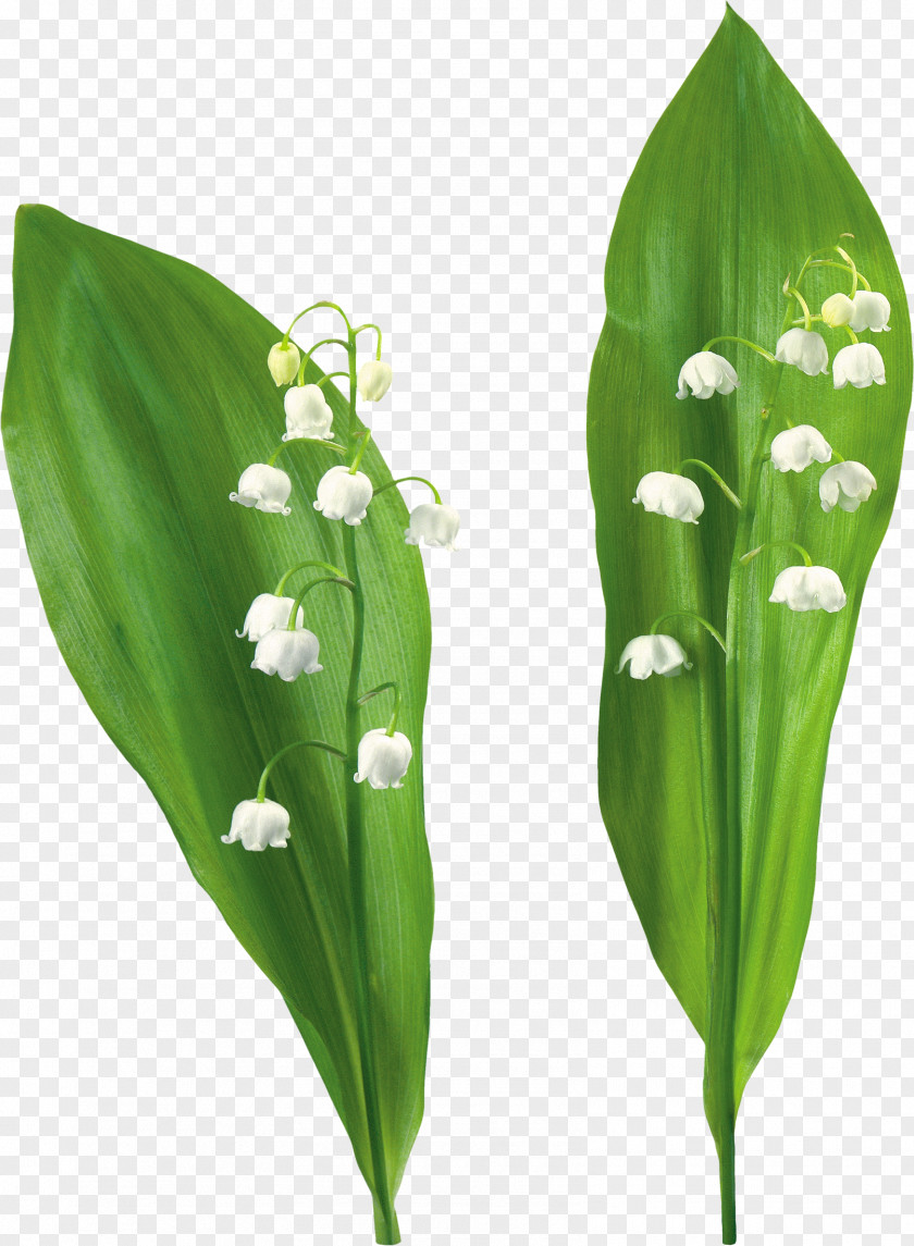 Lily Of The Valley Flower Plant Clip Art PNG