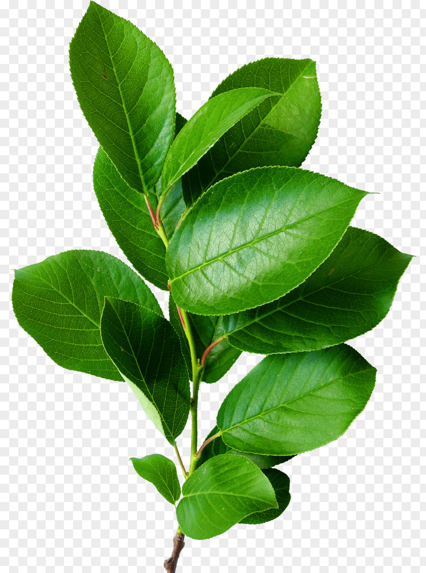 Drops Plant Leaves Clip Art Leaf Image Illustration PNG