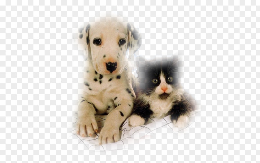 Kitten Puppy Whiskers Dog Cat PNG