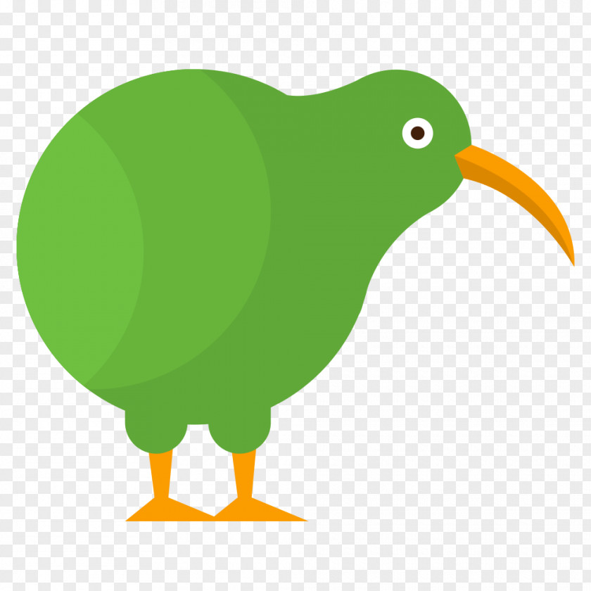 Kiwi Bird Definition Parrot Species PNG