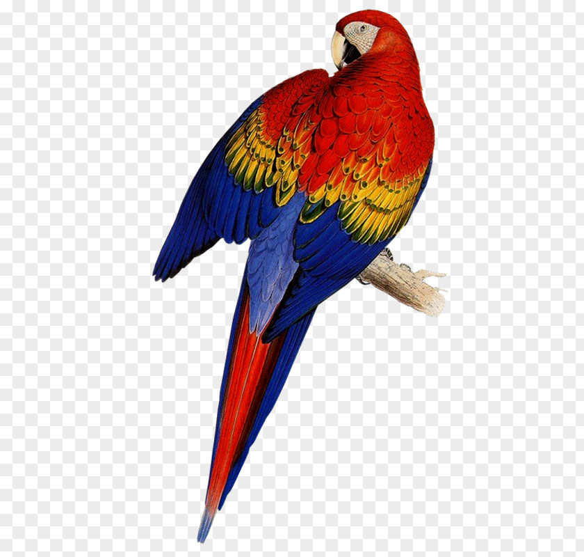 Parrot Illustrations Of The Family Psittacidae, Or Parrots Bird Budgerigar Red-capped PNG