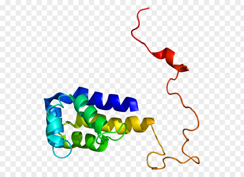 Protein Fas Receptor Tumor Necrosis Factor Superfamily CFLAR PNG