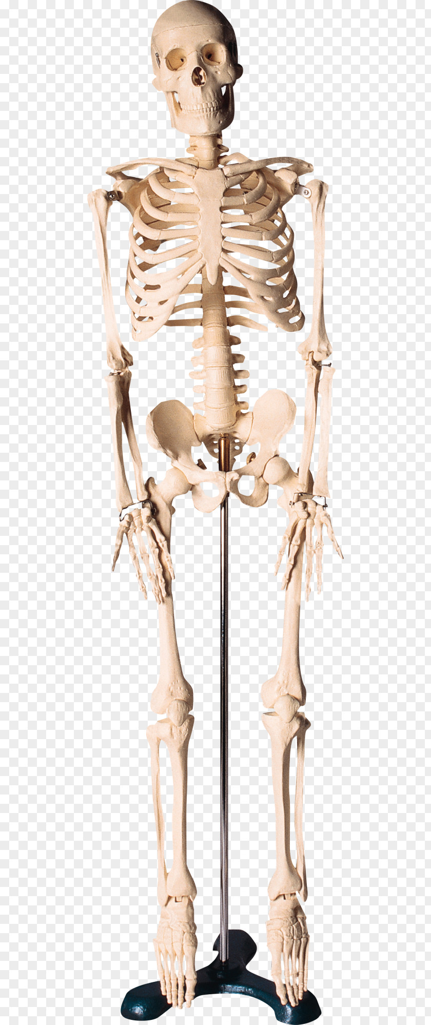 Skeleton Human Bone PNG