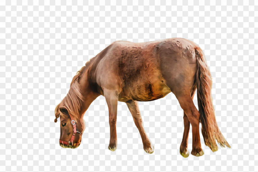 Stallion Liver Horse Animal Figure Sorrel Brown Mare PNG