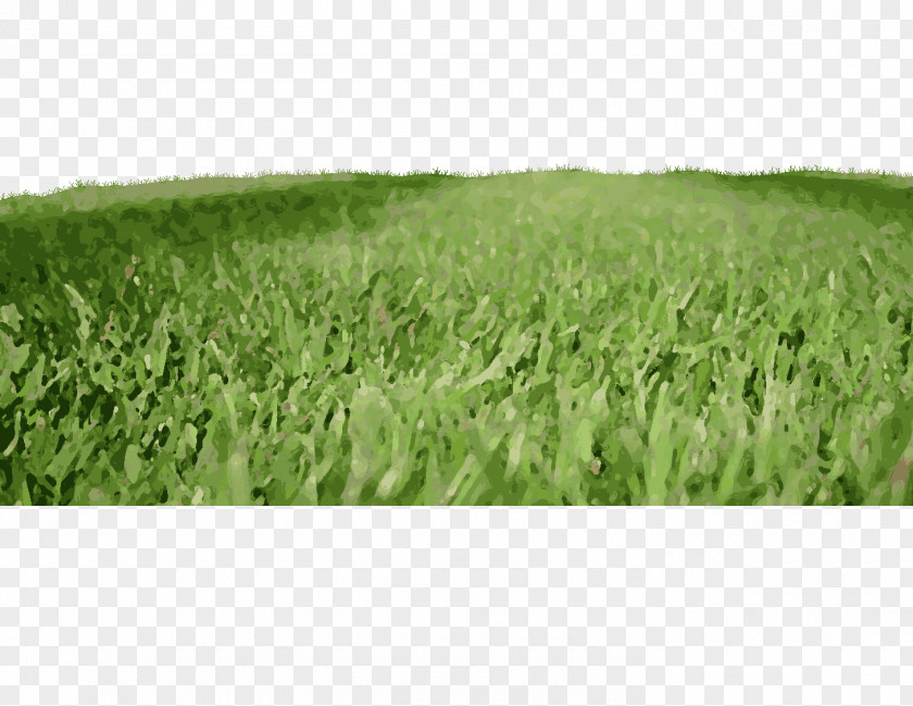 Triticale Fodder Actor Grassland PNG