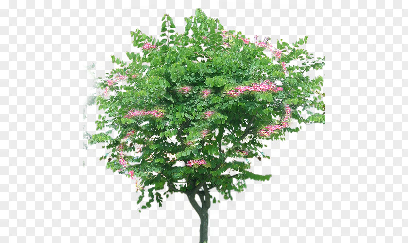 Bauhinia Flower Tree Xd7 Blakeana Clip Art PNG