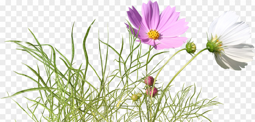 Flower Garden Cosmos 蝶恋花 Royalty-free PNG