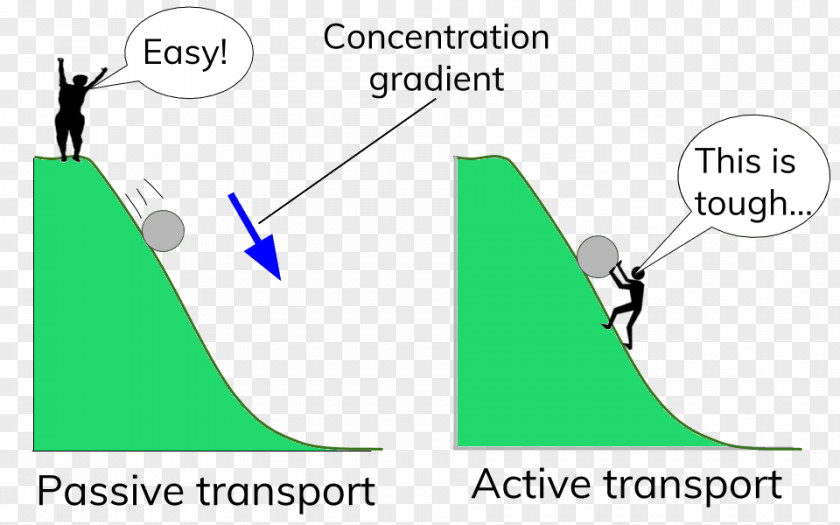 Passive Bloodstain Active Transport Facilitated Diffusion Molecular Energy PNG