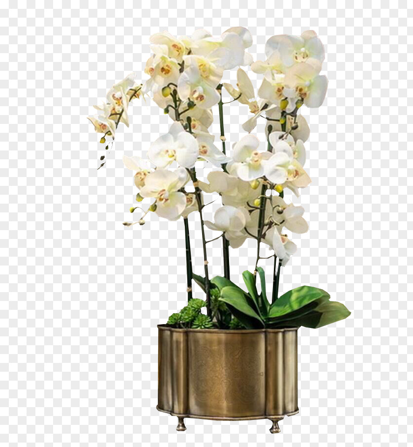 Potted White Orchid Bell Orchids Euclidean Vector PNG
